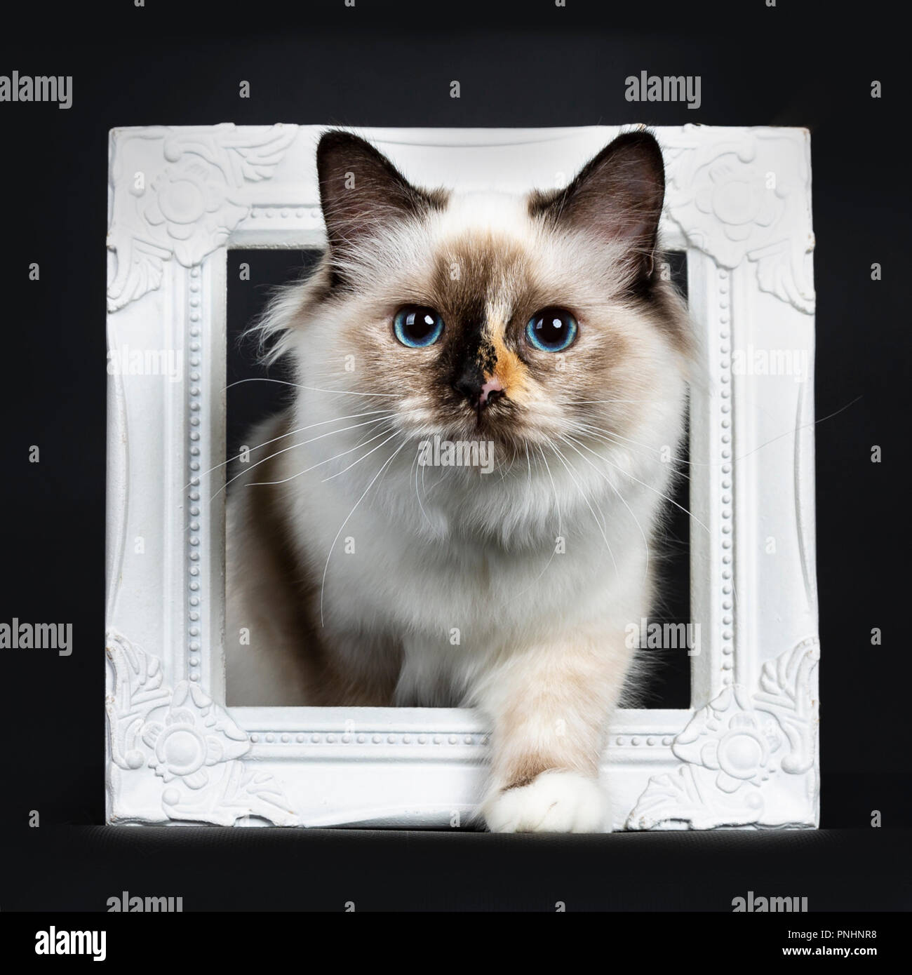 Excellent Jeune Tortie Chaton Chat Birman Sacré Pose En