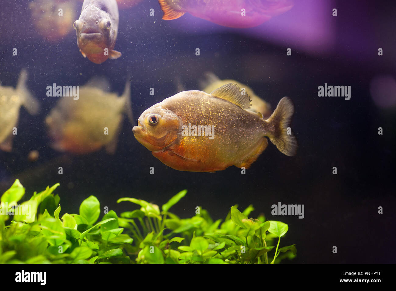 Serrasalmus nattereri piranha rouge tropical dans l'environnement naturel Banque D'Images