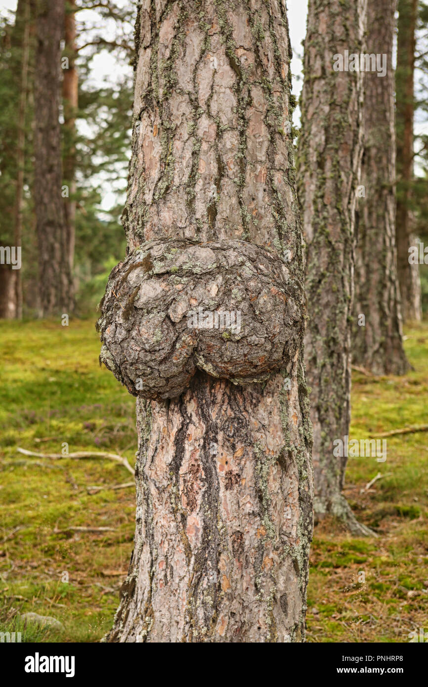 Vésicule énorme sur le tronc d'un arbre Banque D'Images