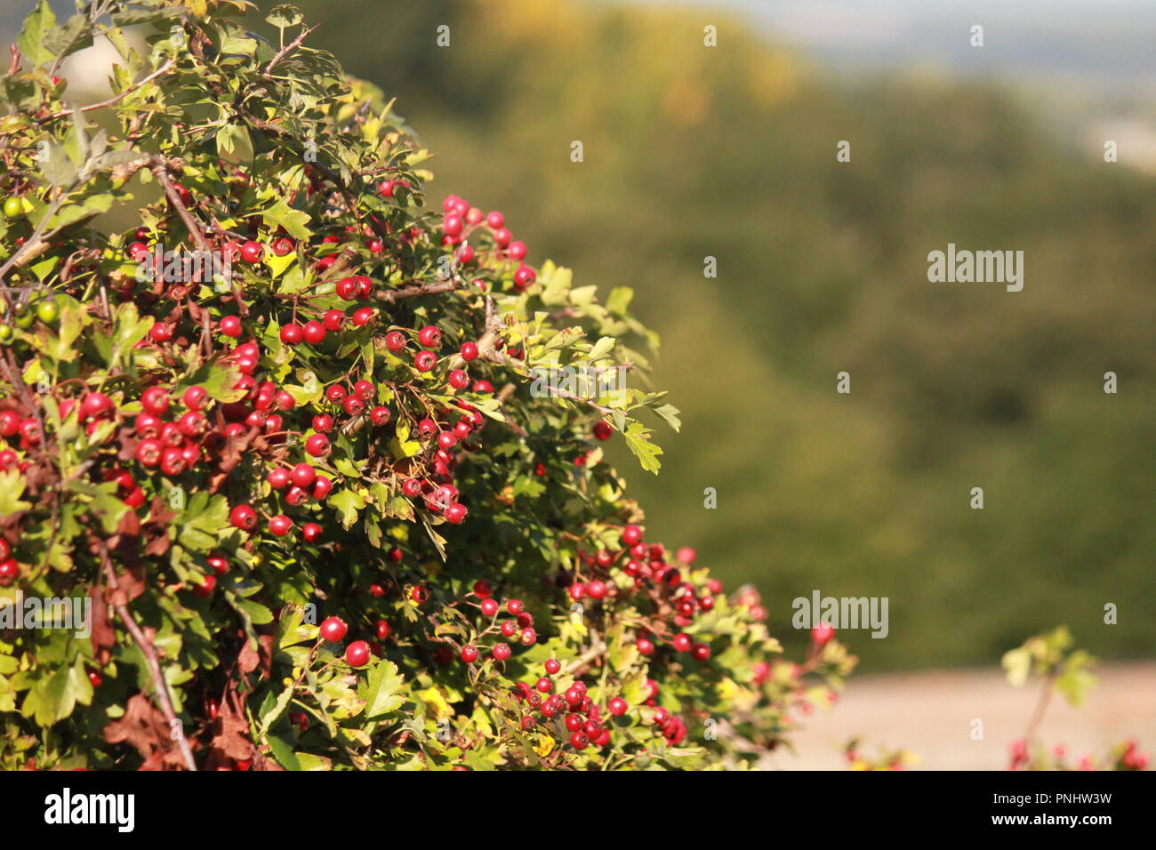 Bush de fruits rouges, à la campagne, sur une journée au soleil d'automne. Banque D'Images
