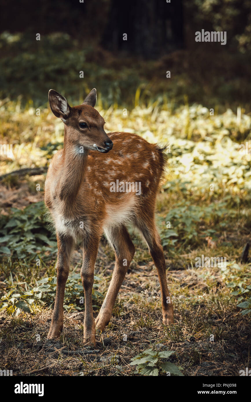 Petit portrait de chevreuils en forêt Banque D'Images