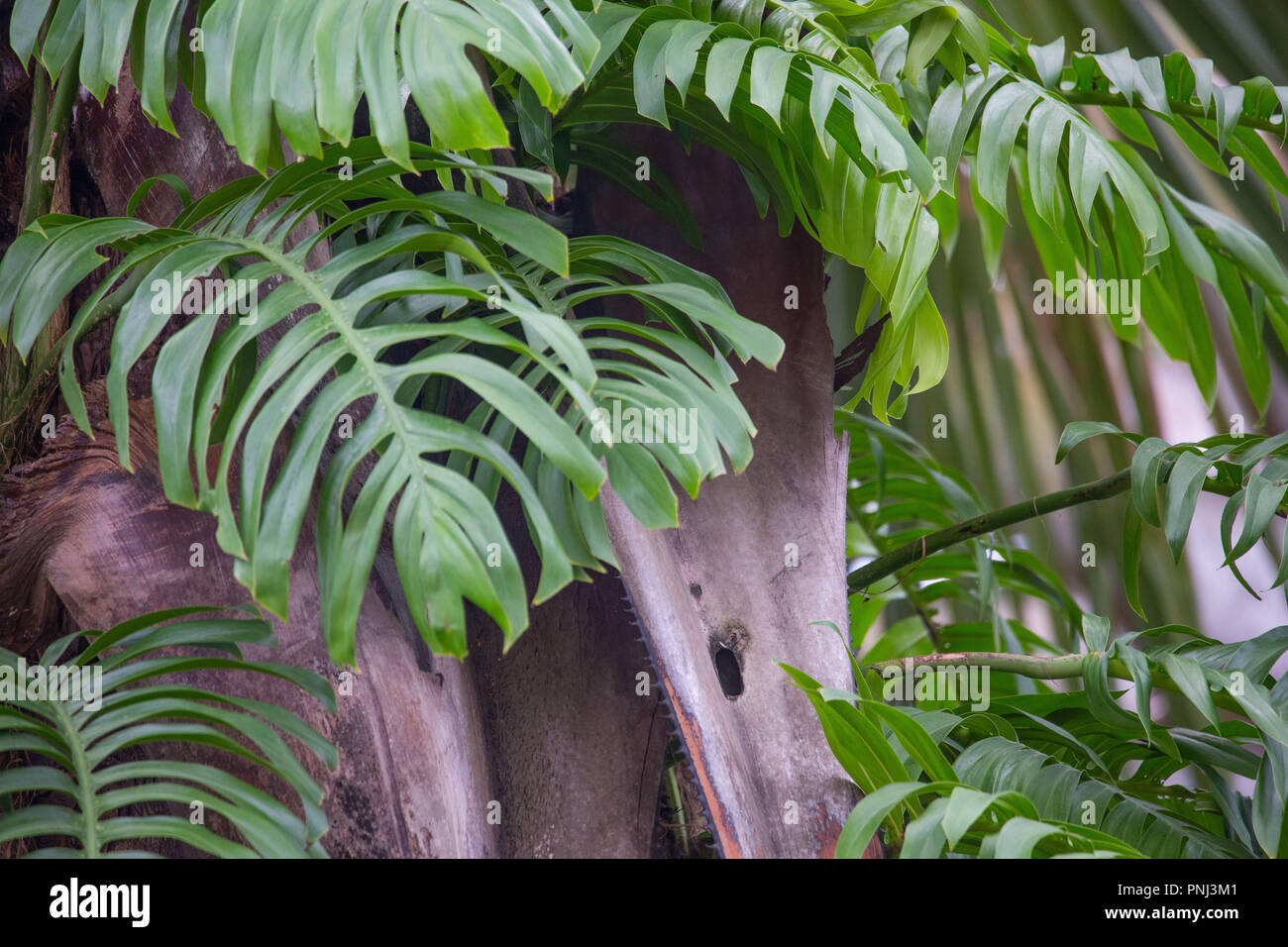 Forêt tropicale plantes grandes feuilles vertes Banque de photographies — free download