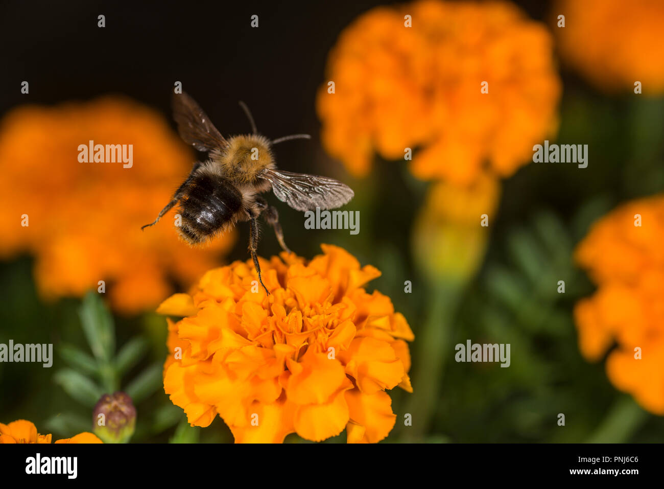 Bumblebee en tenant un nectar de fleurs colorées Banque D'Images