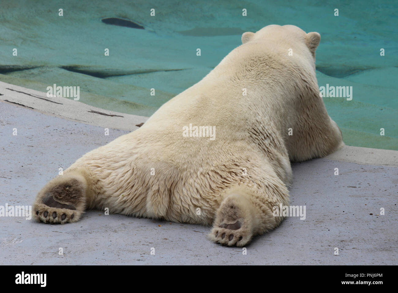 Ours polaire couché paresseusement sur son ventre, l'Aquarium du Québec, Canada Banque D'Images