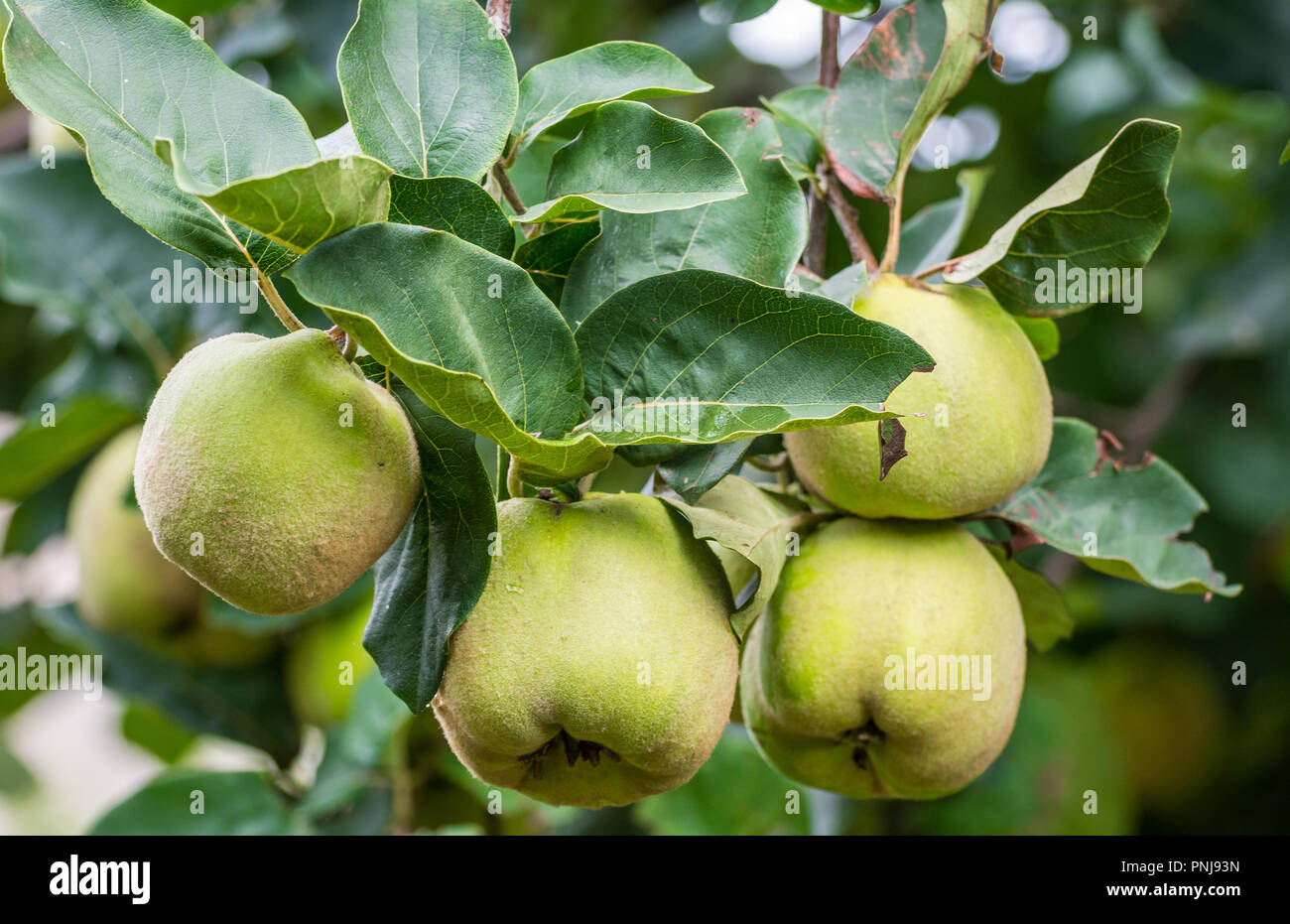 Le cognassier (Cydonia oblonga). Le feuillage de coing et de mûrissement des fruits Banque D'Images