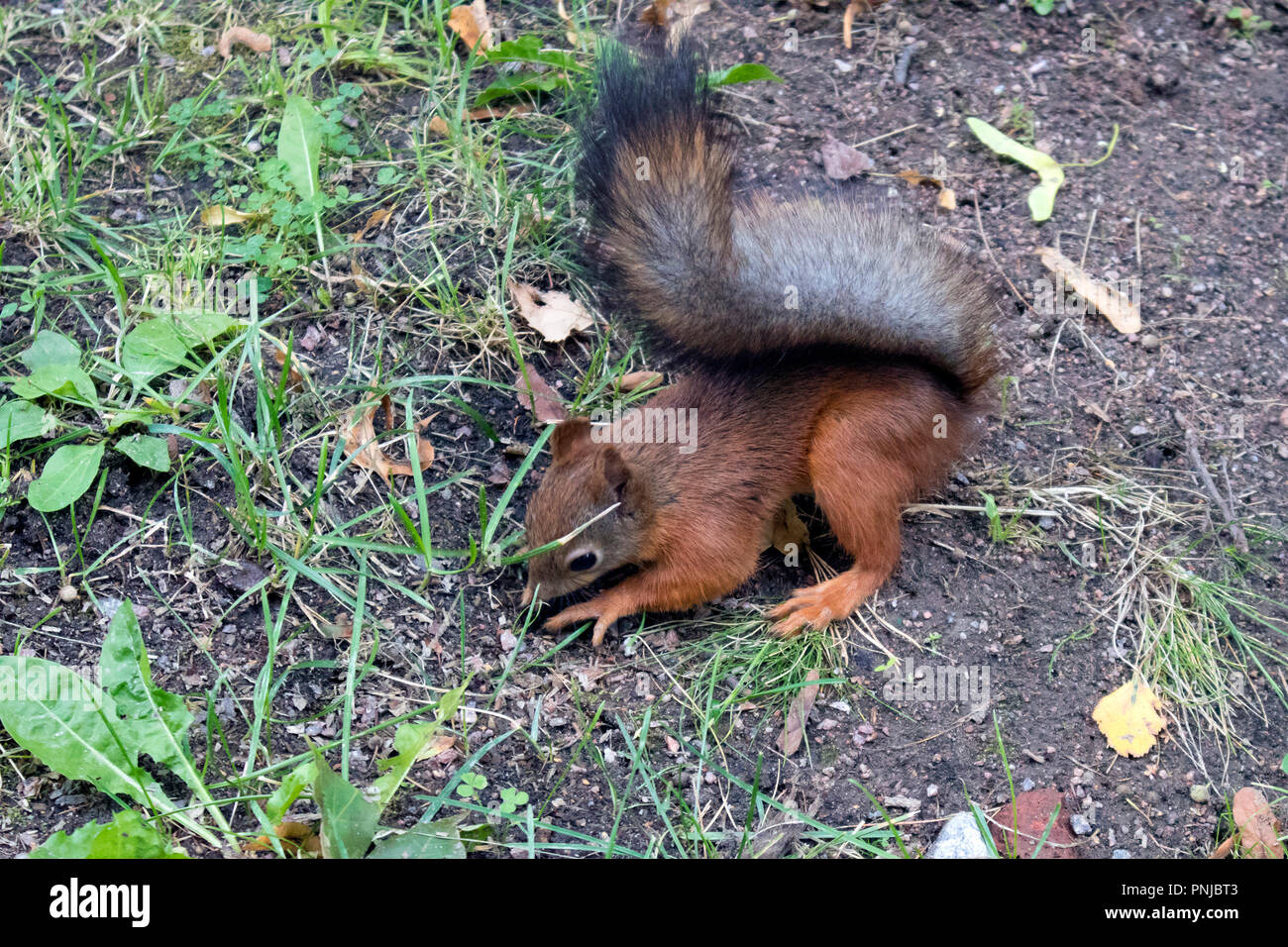 Mignon écureuil rouge avec queue noire moelleux à la recherche de nourriture et de faire des blancs dans la forêt Banque D'Images