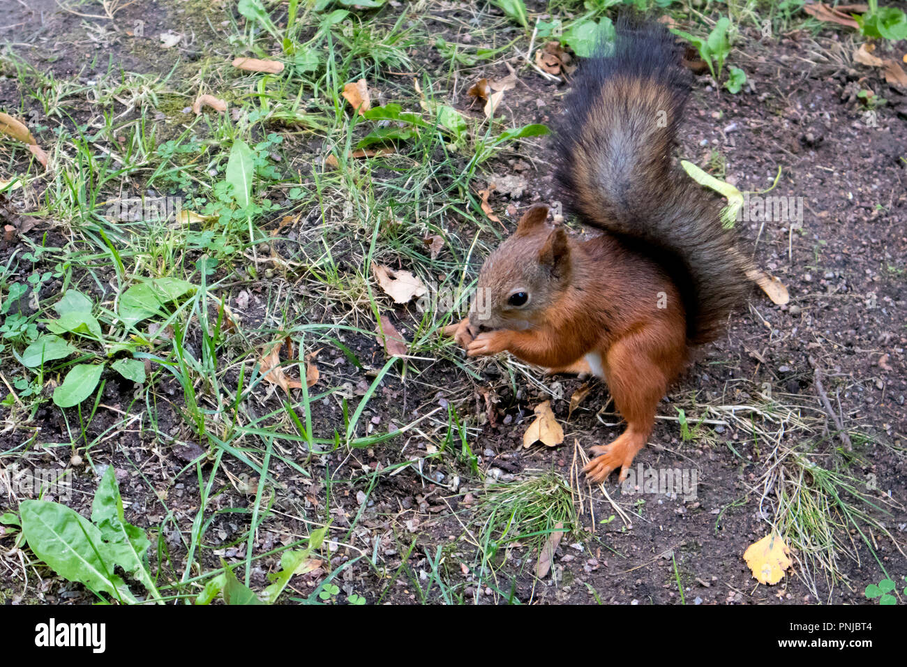 Mignon écureuil rouge avec queue noire moelleux à la recherche de nourriture et de faire des blancs dans la forêt Banque D'Images