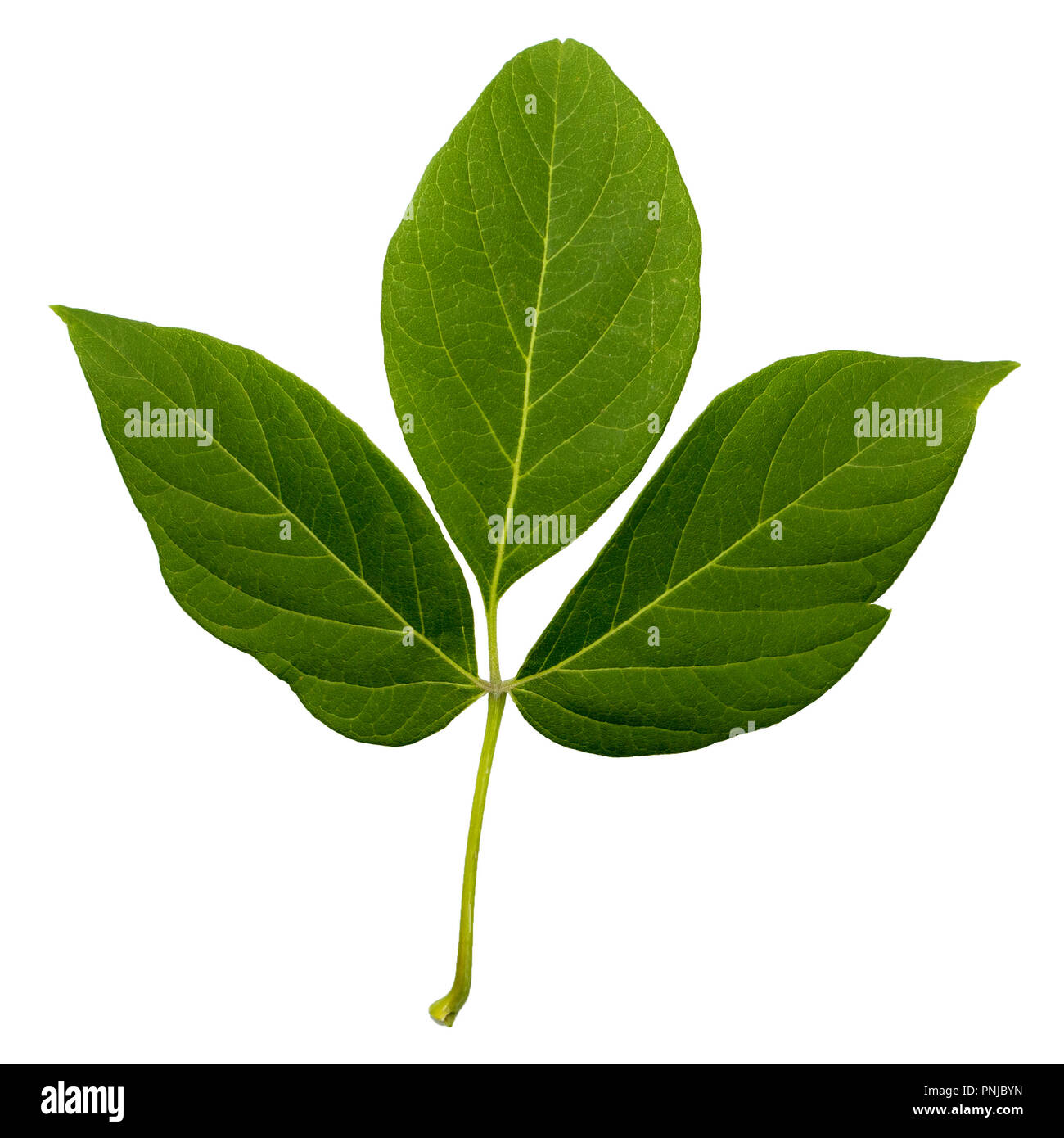 Feuilles vert frais naturel avec tige, feuilles pennées avec beaucoup de rayures isolé sur fond blanc Banque D'Images