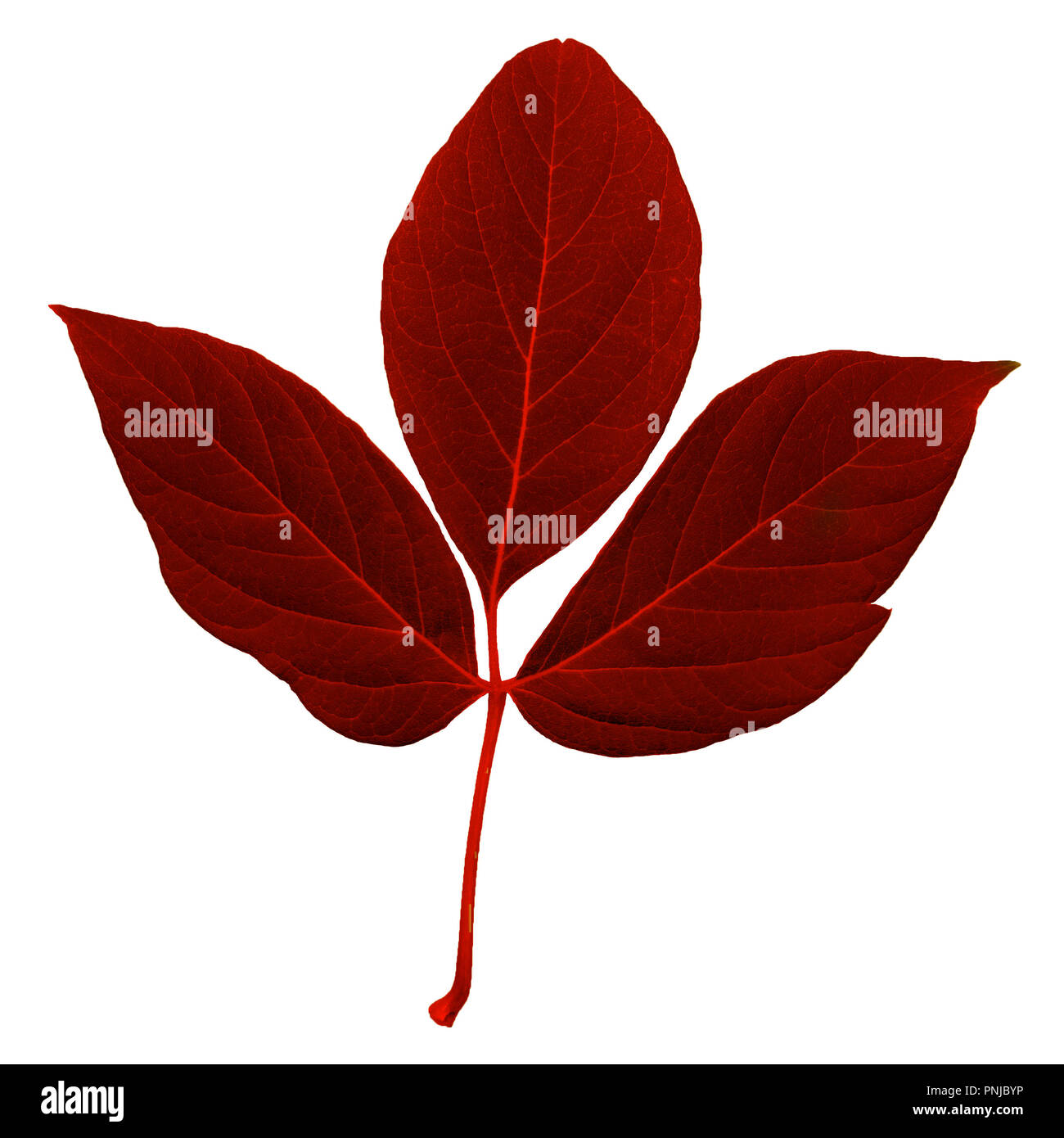 Couleur rouge naturel feuille fraîche avec tige, feuilles pennées avec beaucoup de rayures isolé sur fond blanc Banque D'Images
