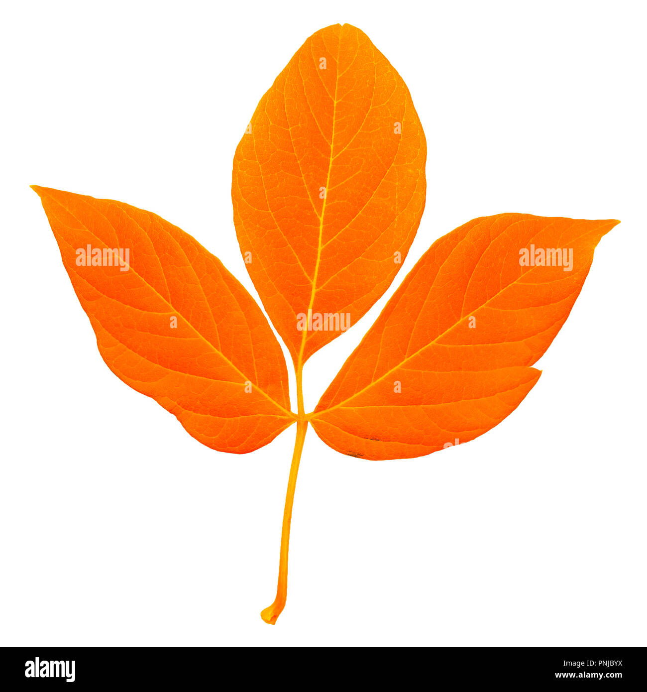 Les feuilles fraîches de couleur orange avec tige, feuilles pennées avec beaucoup de rayures isolé sur fond blanc Banque D'Images