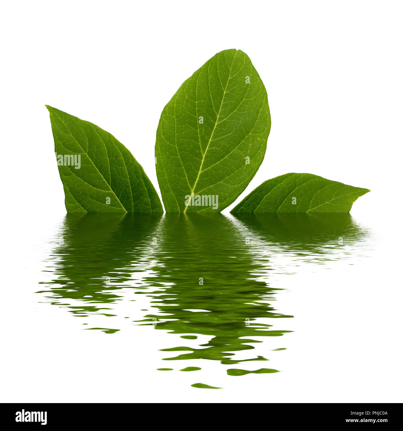 Feuilles vert frais naturel, feuilles pennées avec beaucoup d'effet à l'inondation des stries isolé sur fond blanc Banque D'Images