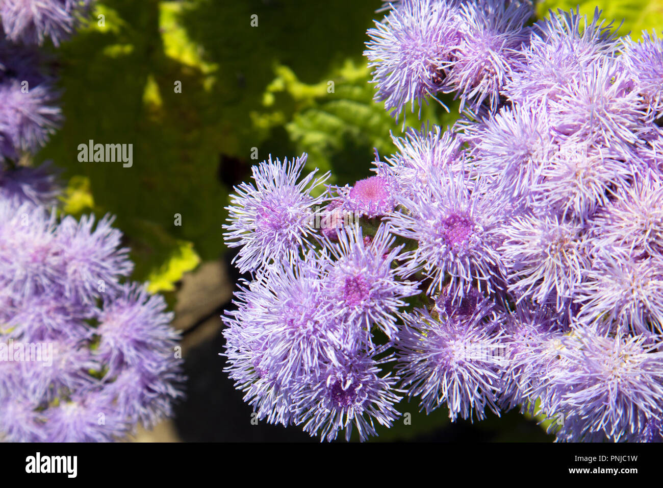 Belle Rose bush luxuriant de l'Ageratum houstonianum poussant dans le jardin Banque D'Images