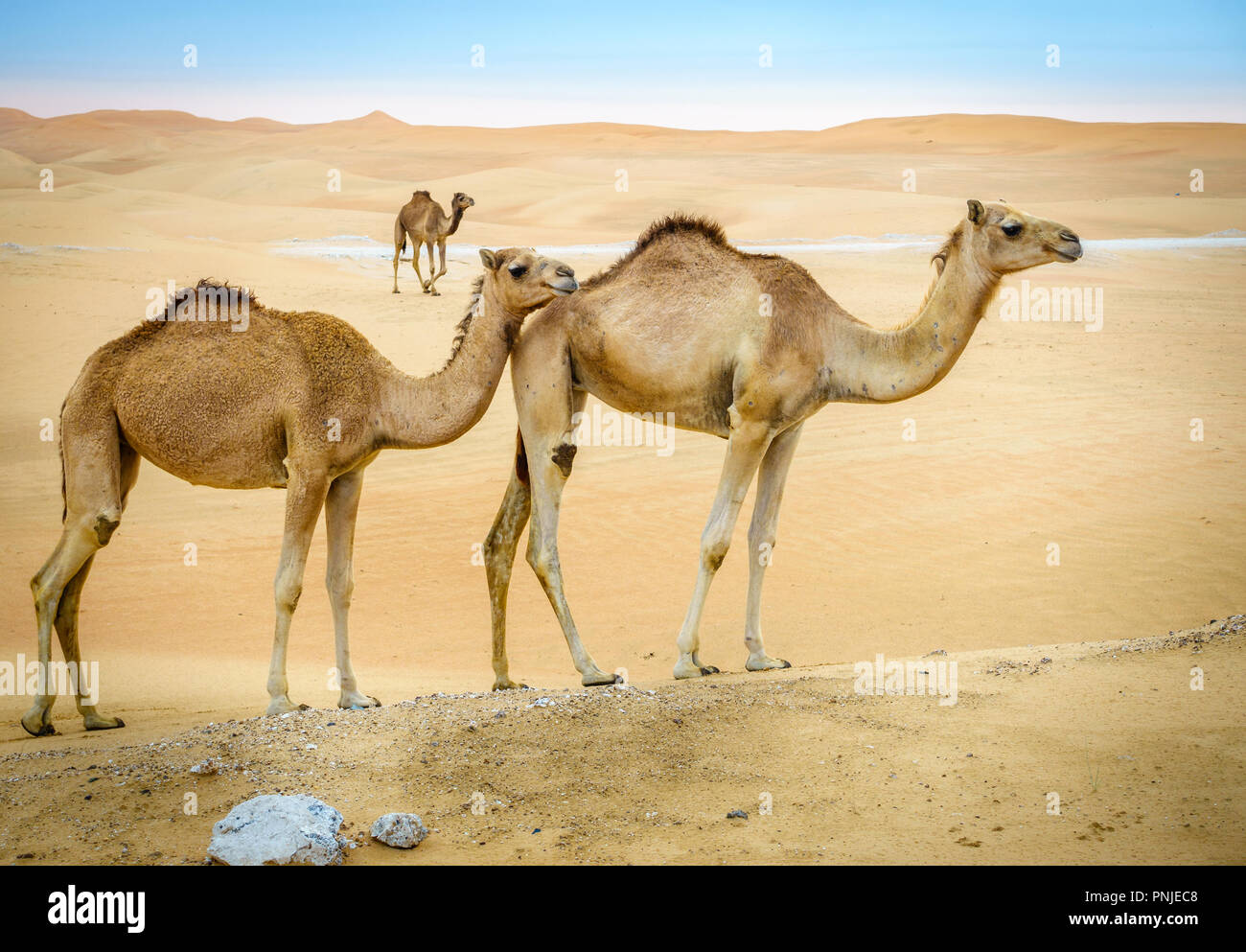 Un troupeau de chameaux sauvages dans le désert près de Al Ain, ÉMIRATS ARABES UNIS Banque D'Images