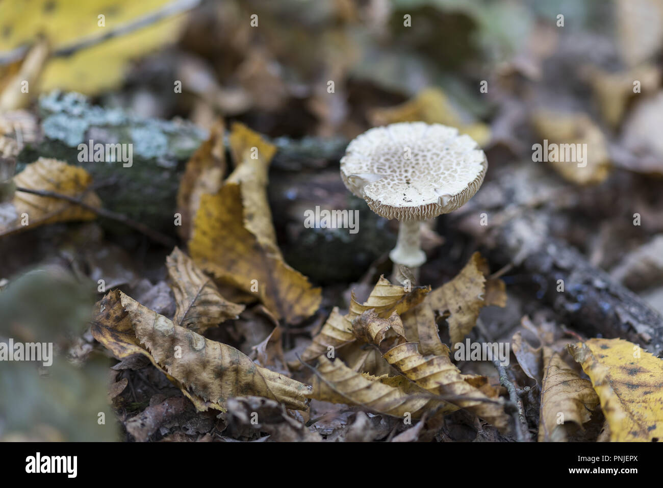 Inconnu dans la forêt polonaise de champignons Banque D'Images