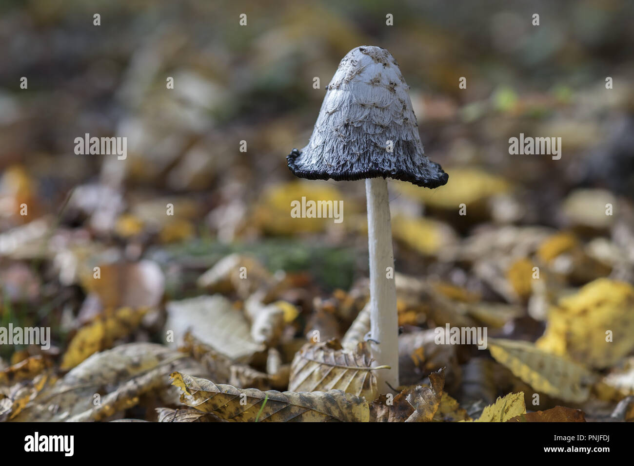 Coprinus comatus, le cap d'encre shaggy, avocat, la perruque ou Czernidłak kołpakowaty ; crinière hirsute Banque D'Images