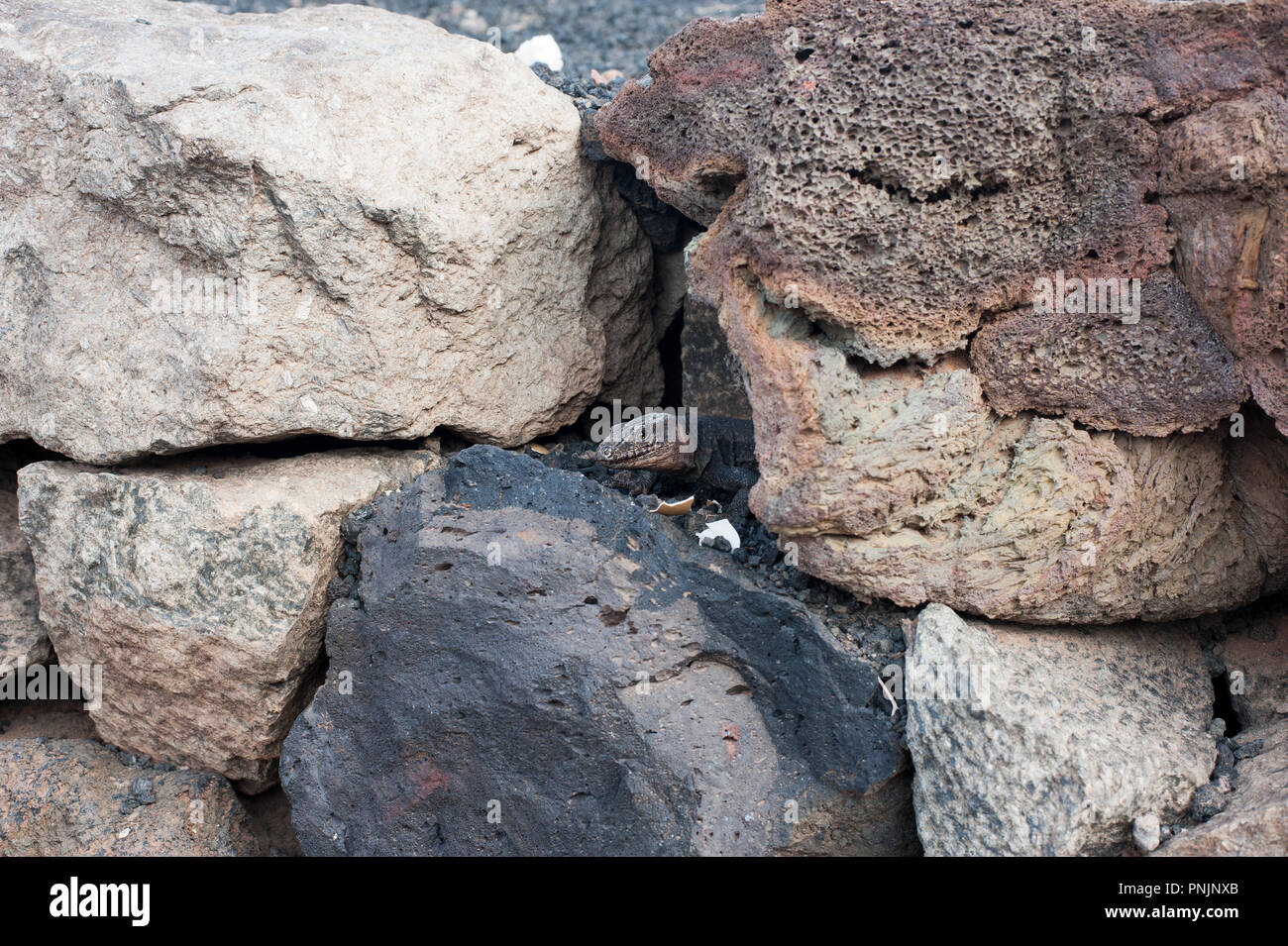 Gran Canaria lézard géant (Gallotia stehlini) - le plus grand des reptiles dans la famille lacertidae Banque D'Images