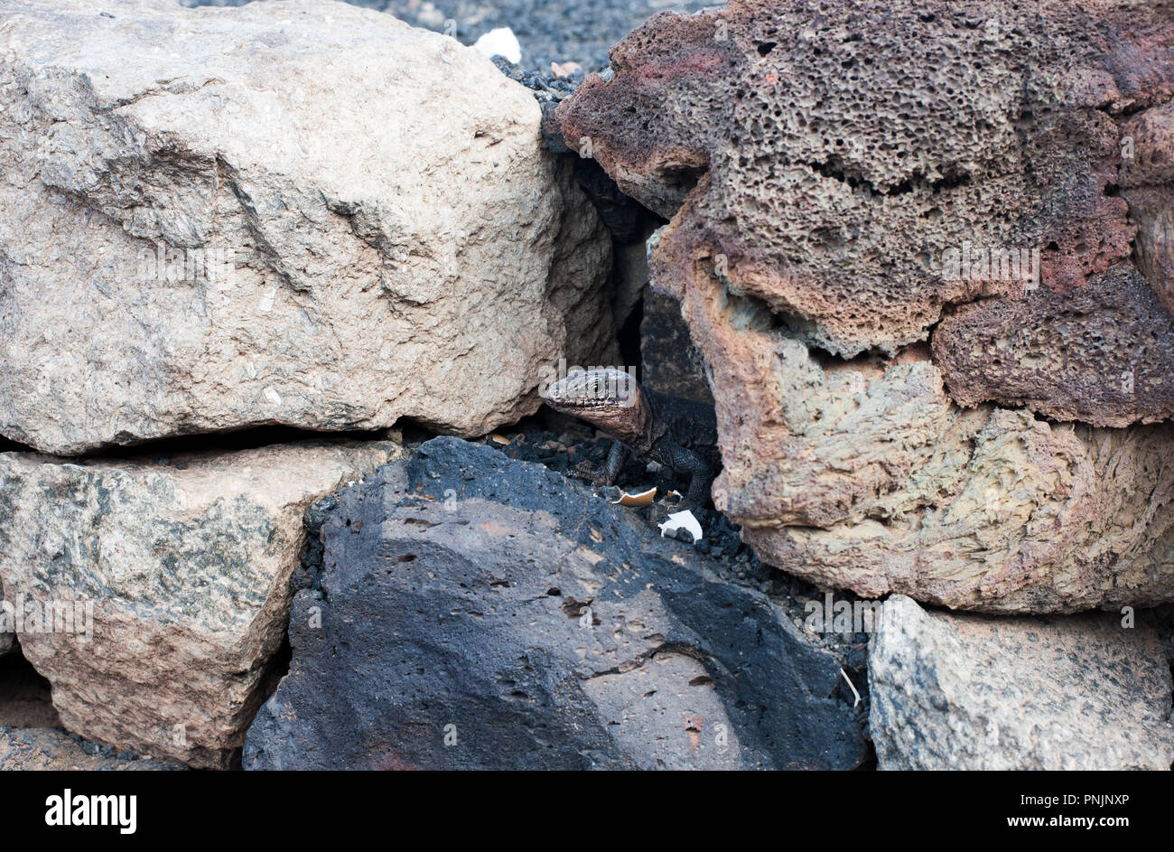 Gran Canaria lézard géant (Gallotia stehlini) - le plus grand des reptiles dans la famille lacertidae Banque D'Images