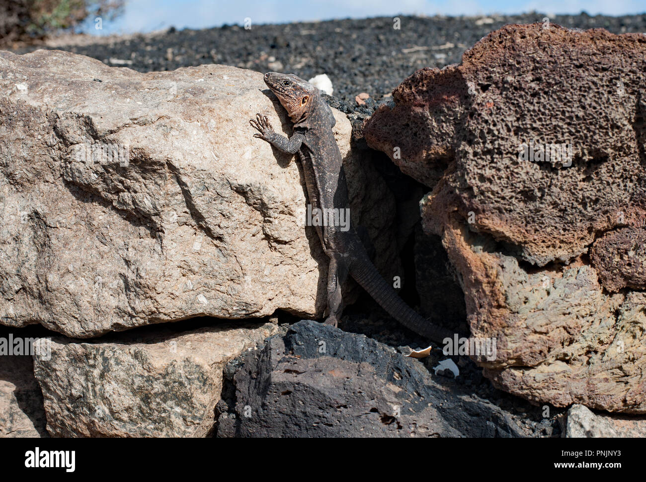Gran Canaria lézard géant (Gallotia stehlini) - le plus grand des reptiles dans la famille lacertidae Banque D'Images