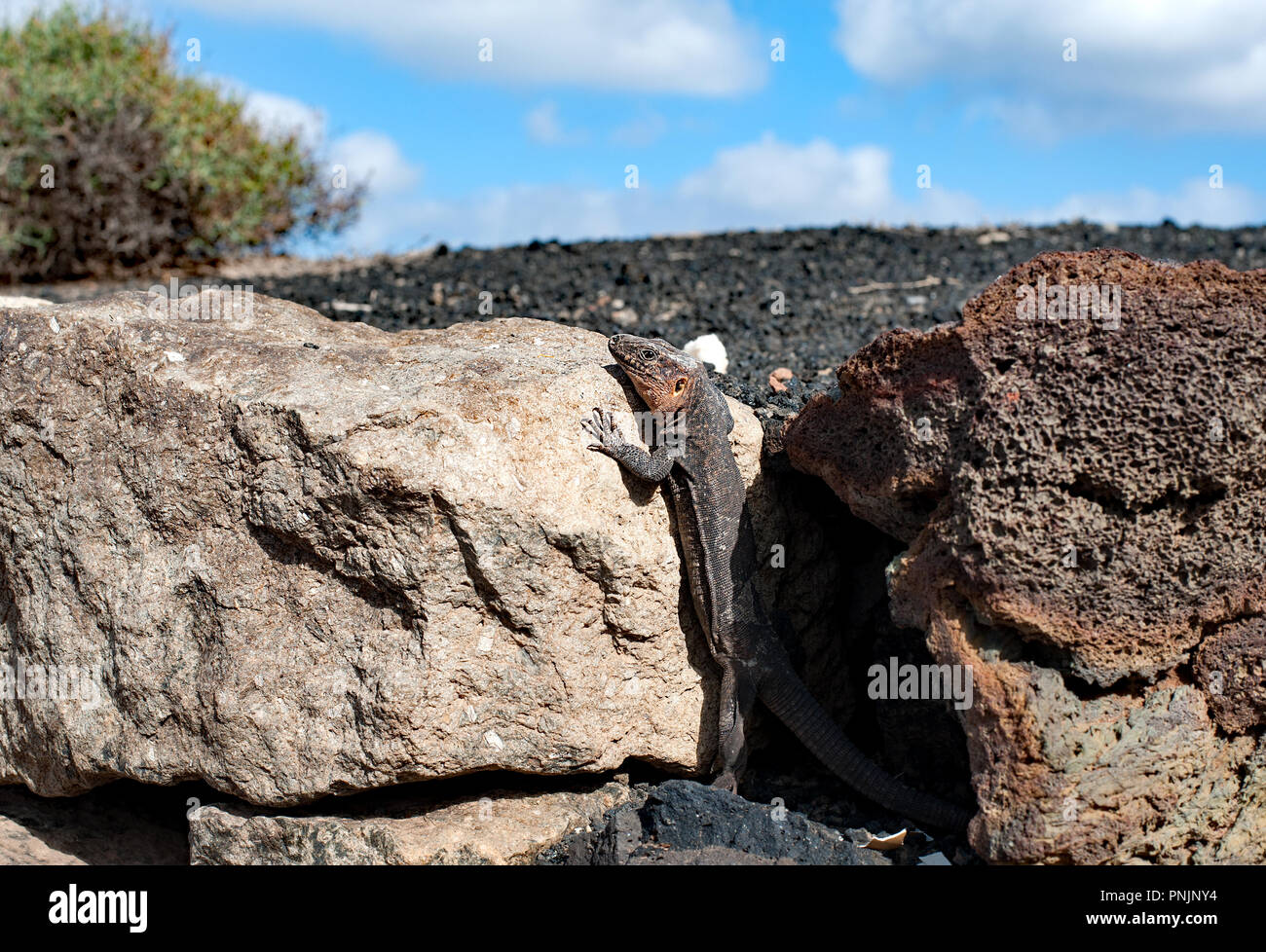 Gran Canaria lézard géant (Gallotia stehlini) - le plus grand des reptiles dans la famille lacertidae Banque D'Images