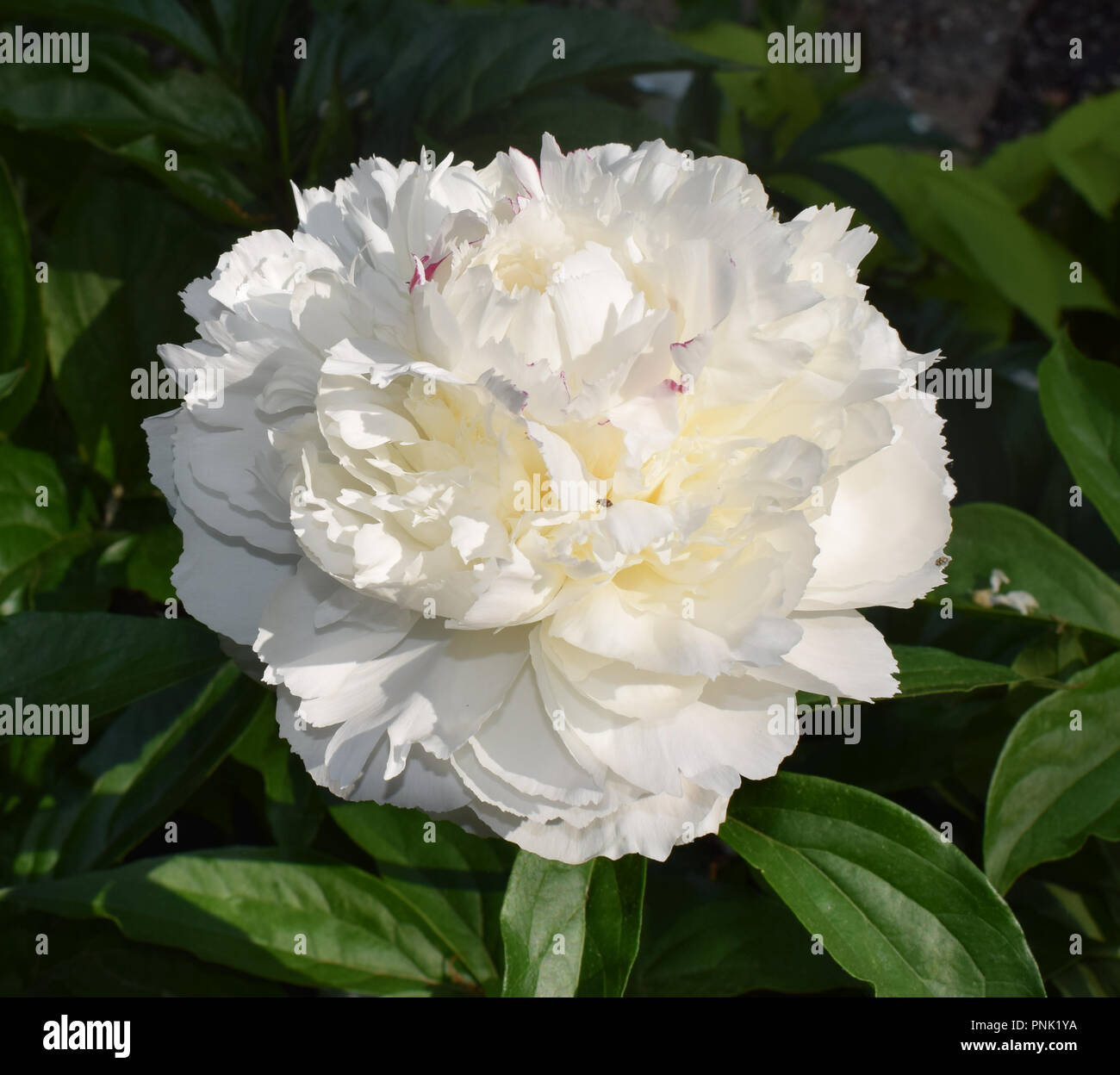 Close-up d'une pivoine blanche avec un centre jaune beurre et une seule lithographie beetle patauge dans ses pétales denses. Banque D'Images