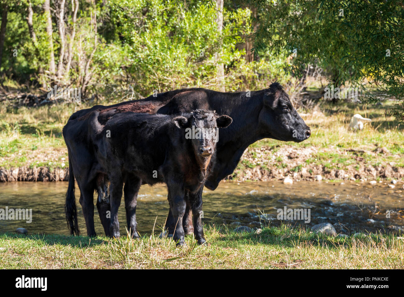 Black Angus ; Aberdeen Angus, vache et son veau dans les pâturages Banque D'Images