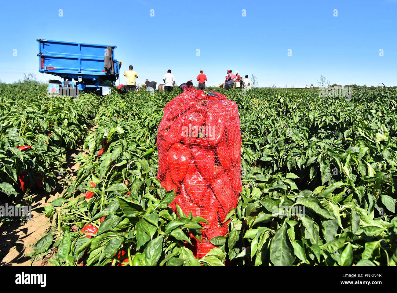 Les travailleurs agricoles de poivron rouge récolte près de town Zabalj en Serbie . Groupe de travailleurs picking bell pepper à la plantation à côté du tracteur. Banque D'Images