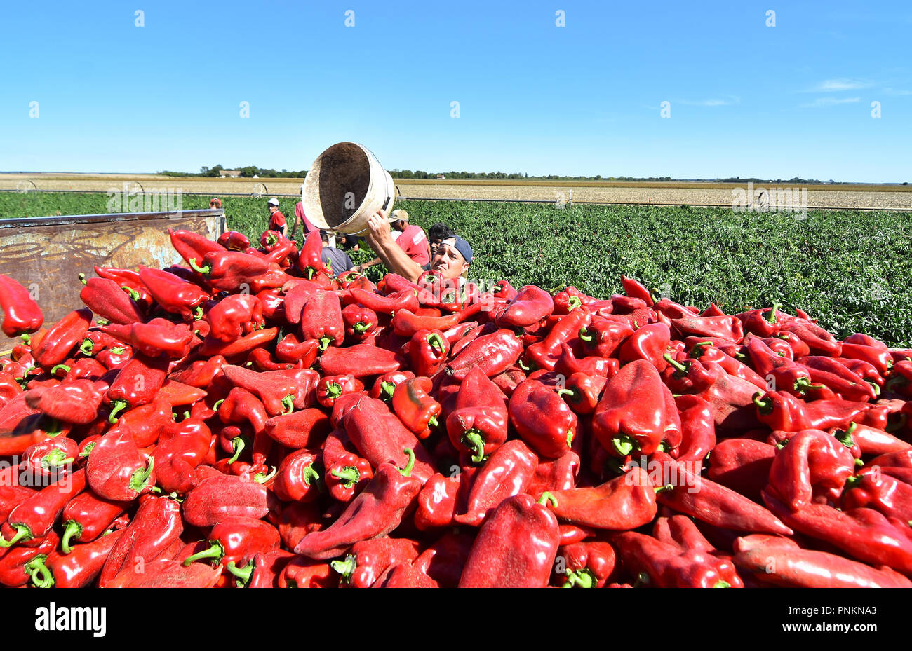 Les travailleurs agricoles de poivron rouge récolte près de town Zabalj en Serbie . Groupe de travailleurs picking bell pepper à la plantation à côté du tracteur. Banque D'Images