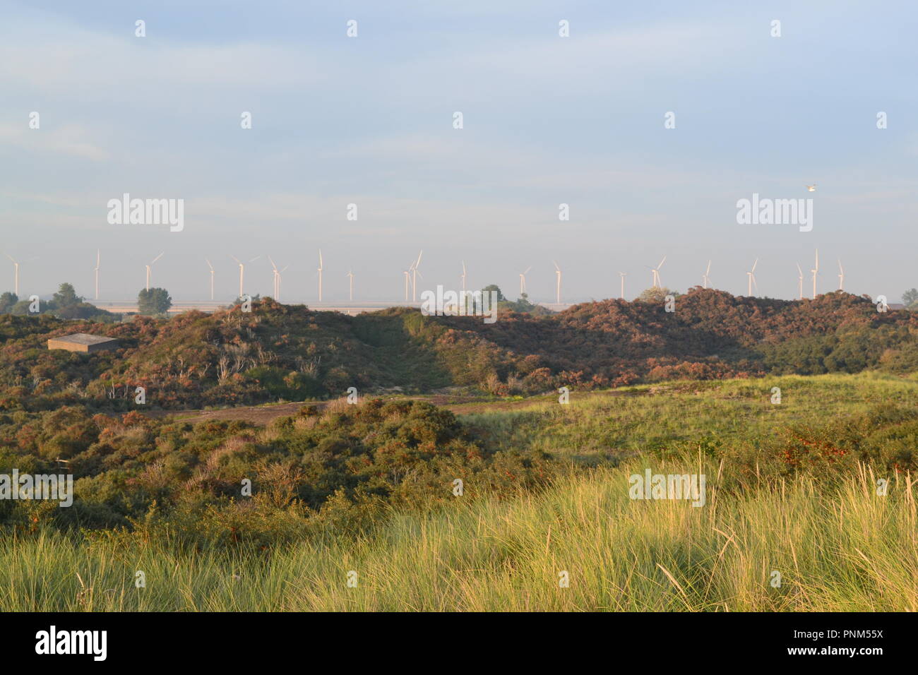 Camber Sands, carrossage, près de Rye, East Sussex, Angleterre, Royaume-Uni, la fin de l'été, la fin de l'après-midi Banque D'Images