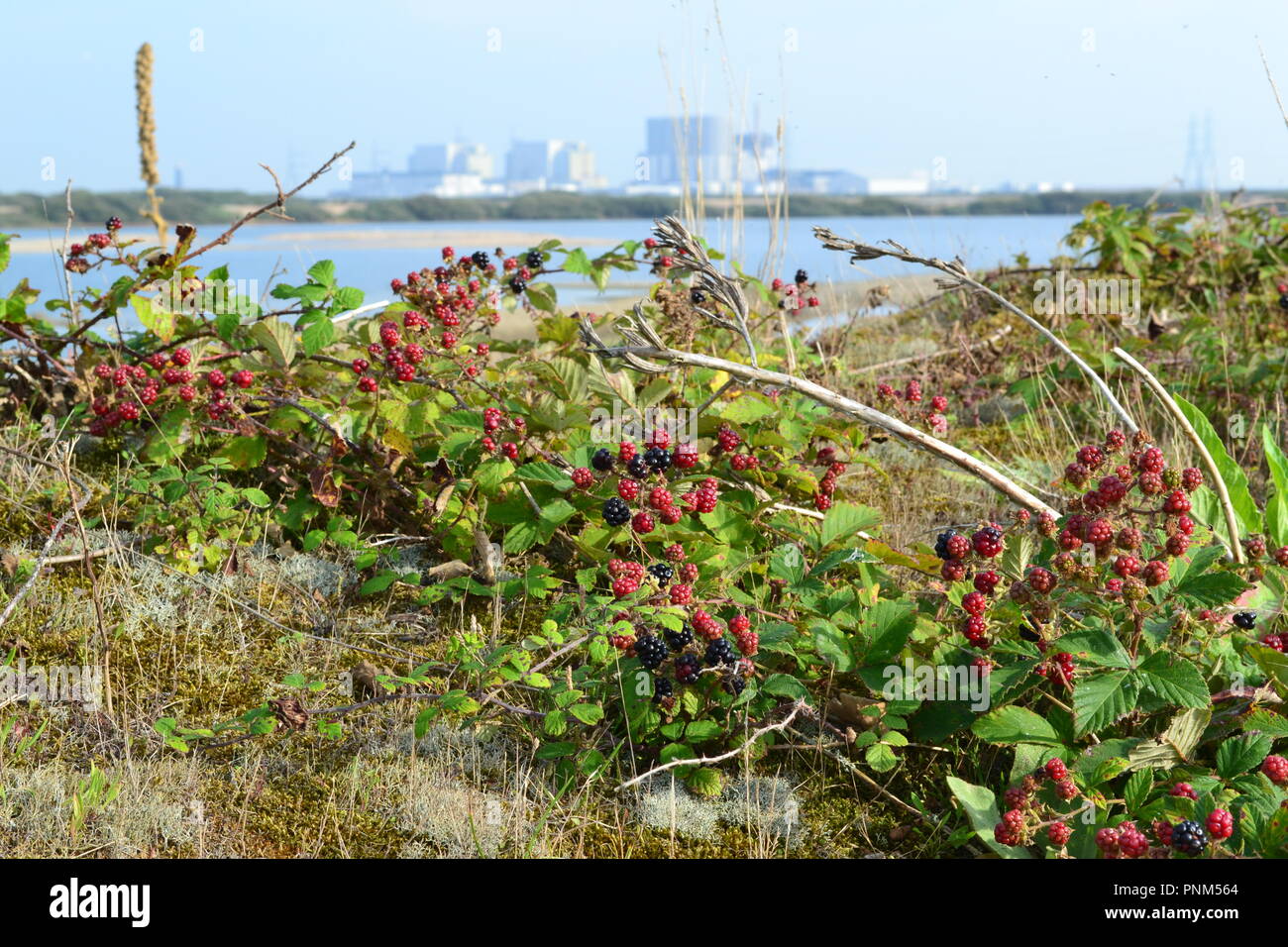 Centrale nucléaire de Dungeness de RSPB réserve ornithologique, Kent, Angleterre, Royaume-Uni. Sur le Romney Marsh Banque D'Images