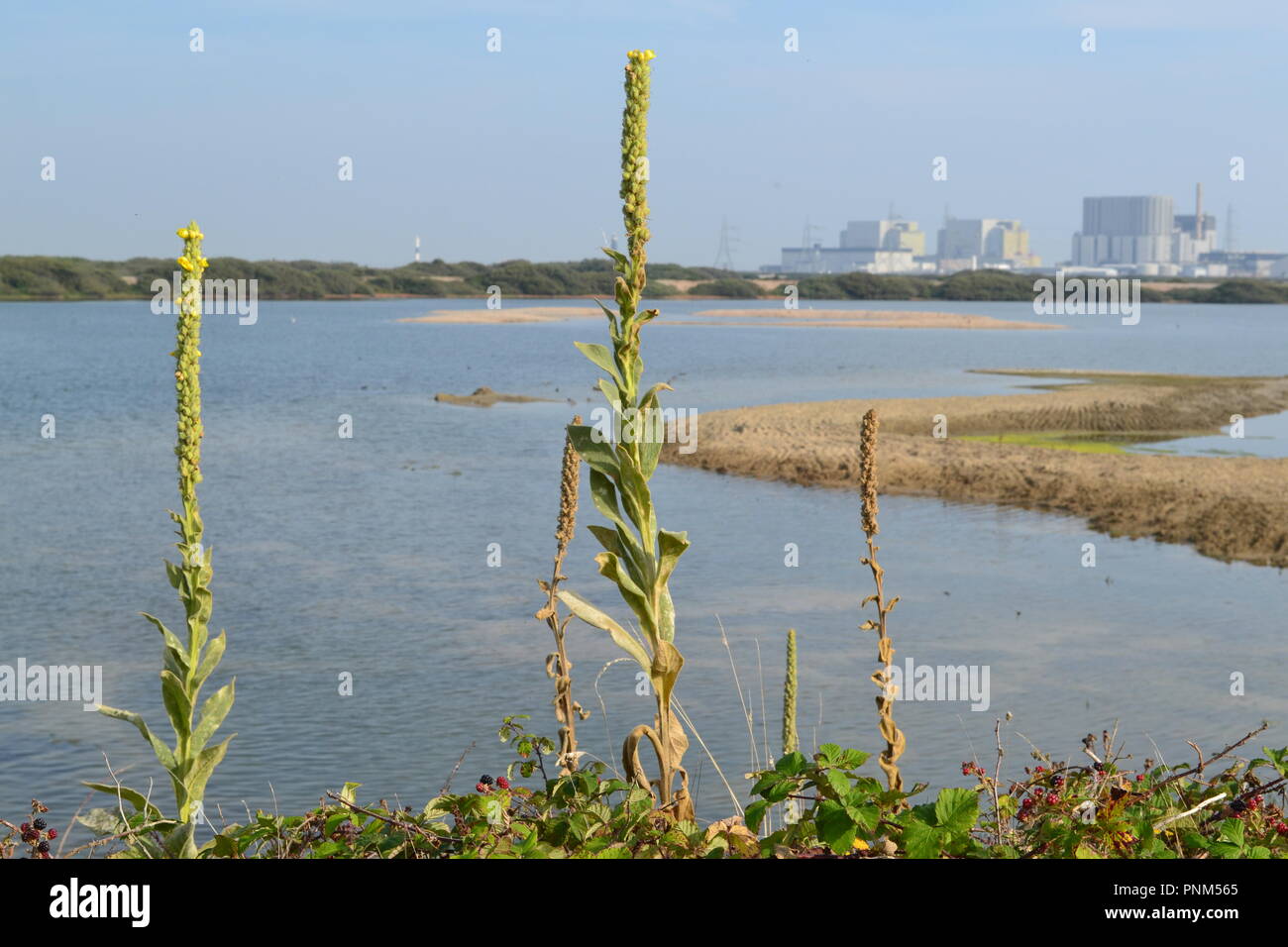 Centrale nucléaire de Dungeness de RSPB réserve ornithologique, Kent, Angleterre, Royaume-Uni. Sur le Romney Marsh Banque D'Images