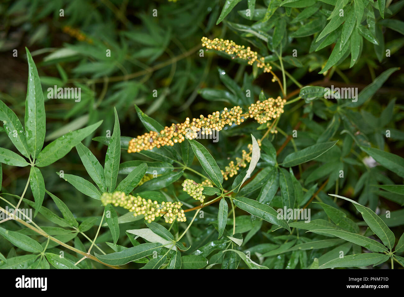 Vitex agnus castus branche avec fruits Banque D'Images