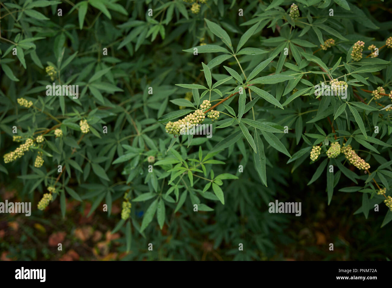 Vitex agnus castus branche avec fruits Banque D'Images