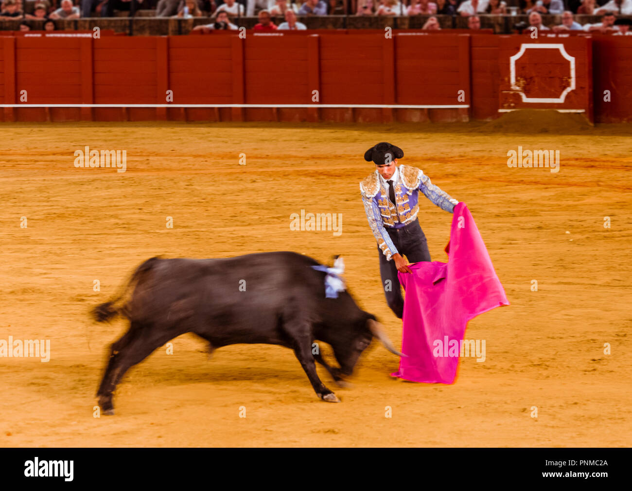 Bull Racing avec matador, torero ou toureiro en vêtements traditionnels, première partie, Tercio de varas, corridas, Plaza de Toros Banque D'Images