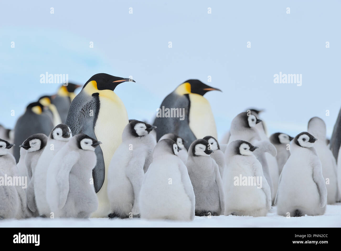 Manchots empereurs, Aptenodytes forsteri, colonie de pingouins avec des adultes et des poussins, Snow Hill Island, Péninsule Antarctique, l'Antarctique Banque D'Images