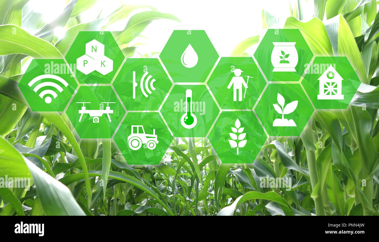 Iot, internet des objets, de l'agriculture, concept robotique intelligente (intelligence artificielle/ AI) pour utiliser le contrôle de gestion , , la surveillance et détecter avec t Banque D'Images