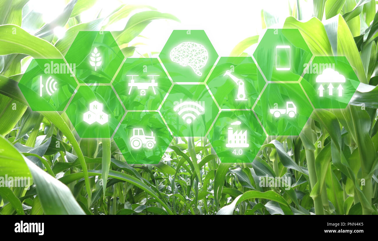 Iot, internet des objets, de l'agriculture, concept robotique intelligente (intelligence artificielle/ AI) pour utiliser le contrôle de gestion , , la surveillance et détecter avec t Banque D'Images