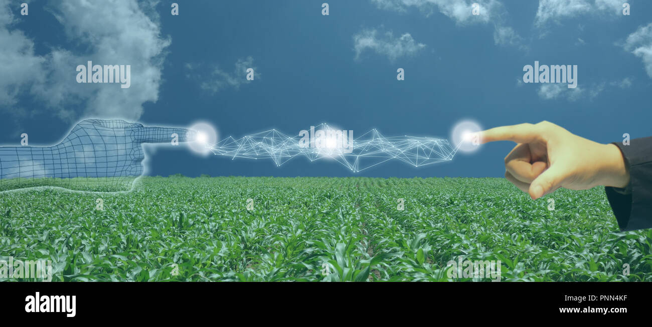 Iot, internet des objets, de l'agriculture, concept robotique intelligente (intelligence artificielle/ AI) pour utiliser le contrôle de gestion , , la surveillance et détecter avec t Banque D'Images