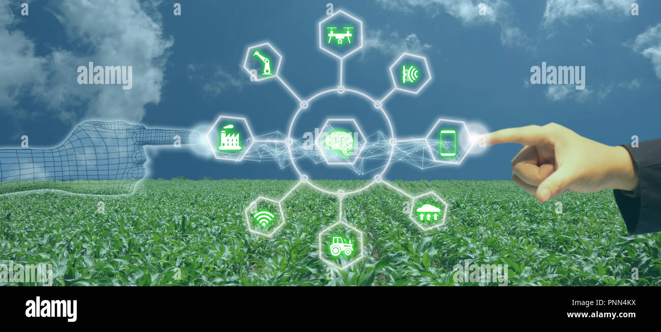 Iot, internet des objets, de l'agriculture, concept robotique intelligente (intelligence artificielle/ AI) pour utiliser le contrôle de gestion , , la surveillance et détecter avec t Banque D'Images