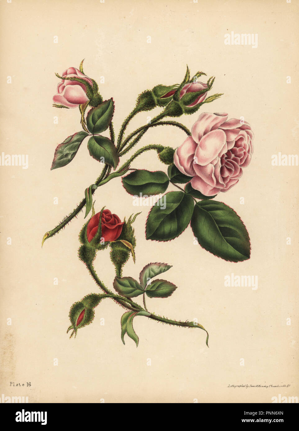 Mousse rose écarlate et Rose-Buds, Beauté, Amour et poésie. Lithographie coloriée par Dean et Munday après une illustration par Eliza Eve Gleadall à partir de la beauté de la flore, avec des illustrations botaniques et poétique, étant une sélection de fleurs tirées de nature organisé emblématiquement, Heath Hall, Wakefield, 1834. Banque D'Images