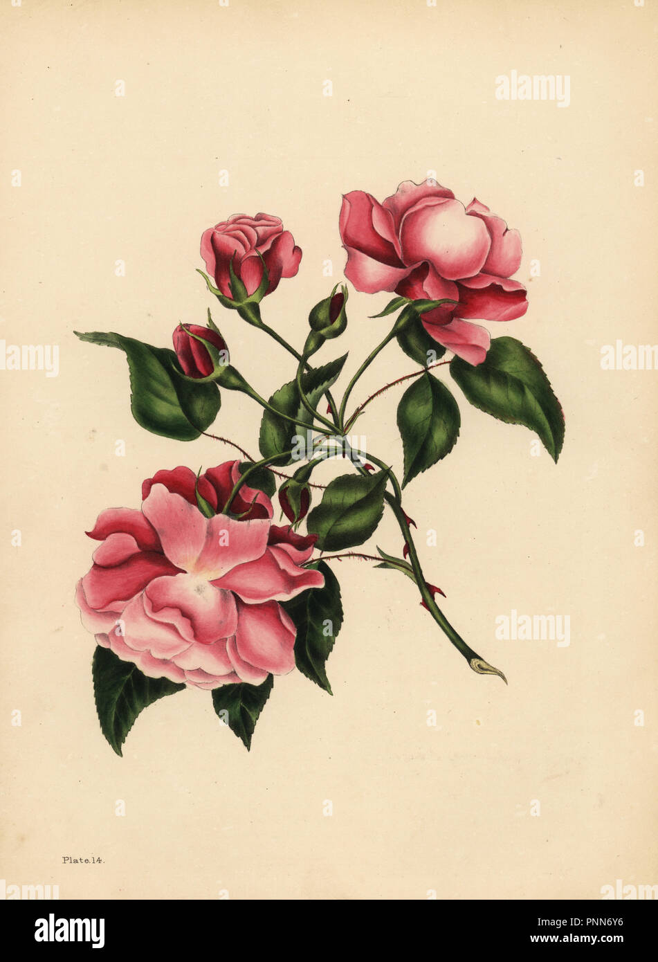 La Rose de soufflage, la beauté toujours nouvelle. Lithographie coloriée par Dean et Munday après une illustration par Eliza Eve Gleadall à partir de la beauté de la flore, avec des illustrations botaniques et poétique, étant une sélection de fleurs tirées de nature organisé emblématiquement, Heath Hall, Wakefield, 1834. Banque D'Images