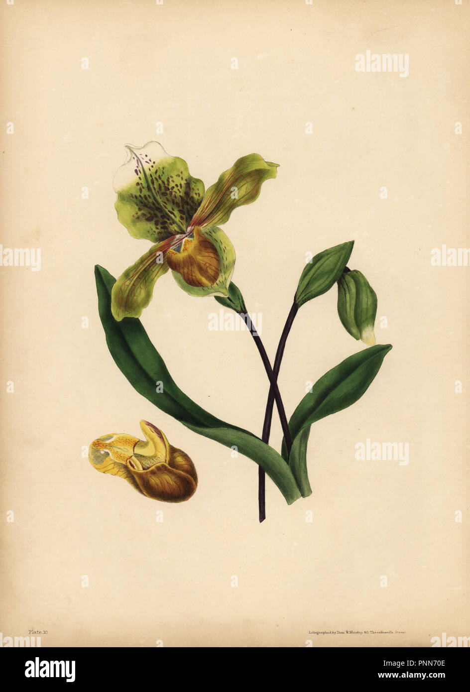 La noble Lady's Slipper, Cypripedium reginae, ressemblance. Lithographie coloriée par Dean et Munday après une illustration par Eliza Eve Gleadall à partir de la beauté de la flore, avec des illustrations botaniques et poétique, étant une sélection de fleurs tirées de nature organisé emblématiquement, Heath Hall, Wakefield, 1834. Banque D'Images