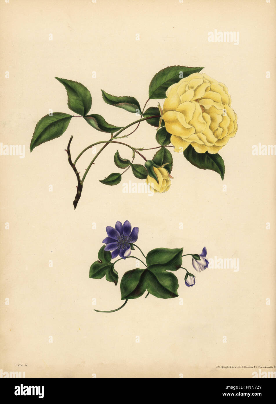 Le doux parfum de Chine Rose, Rosa chinensis, l'infidélité ; le bleu Hepatica Hepatica nobilis,, la confiance. Lithographie coloriée par Dean et Munday après une illustration par Eliza Eve Gleadall à partir de la beauté de la flore, avec des illustrations botaniques et poétique, étant une sélection de fleurs tirées de nature organisé emblématiquement, Heath Hall, Wakefield, 1834. Banque D'Images