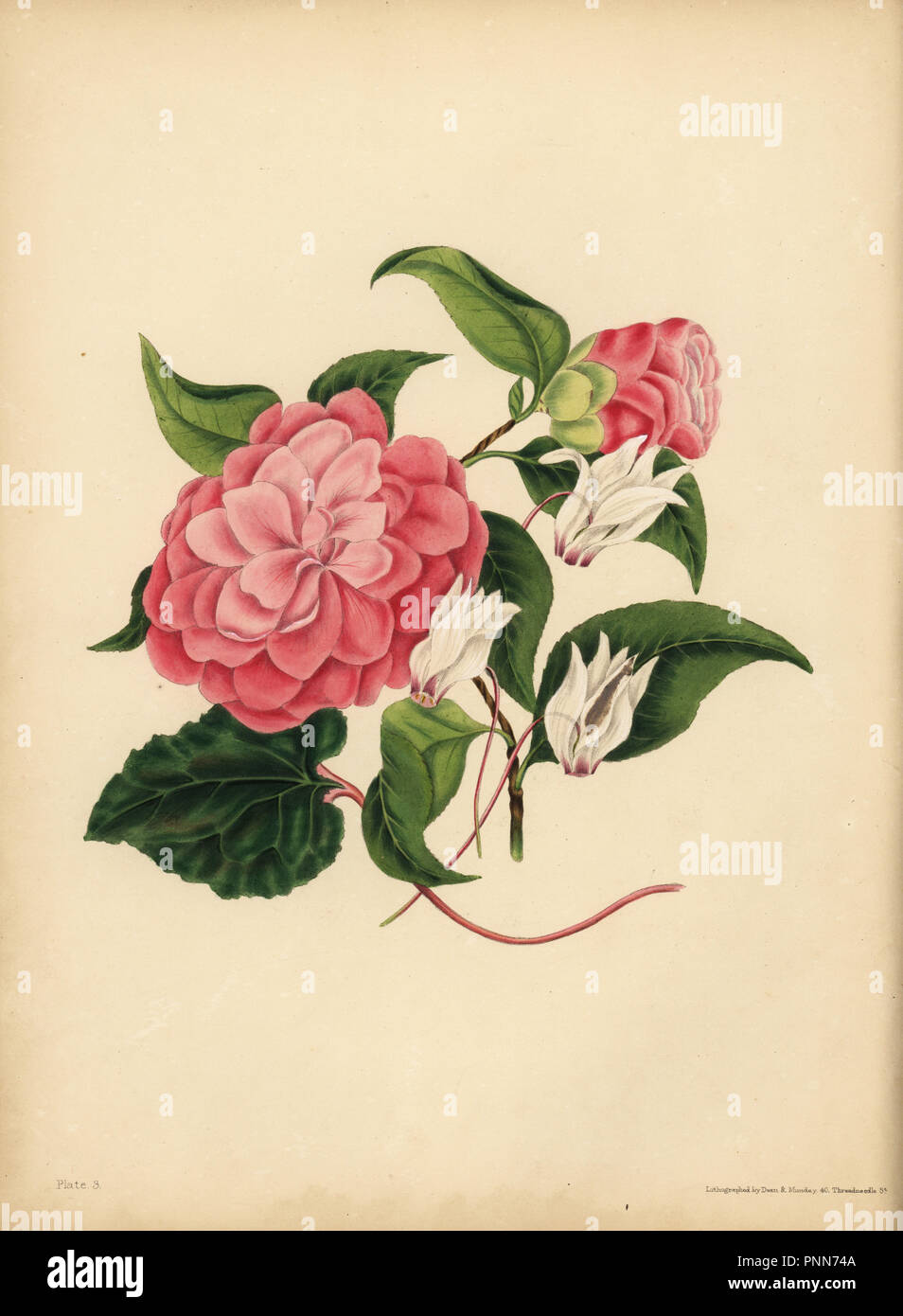 Le Camellia à feuilles de myrte ou Japon Rose, la beauté est votre seule attraction ; le Cyclamen de Perse, timidité. Lithographie coloriée par Dean et Munday après une illustration par Eliza Eve Gleadall à partir de la beauté de la flore, avec des illustrations botaniques et poétique, étant une sélection de fleurs tirées de nature organisé emblématiquement, Heath Hall, Wakefield, 1834. Banque D'Images