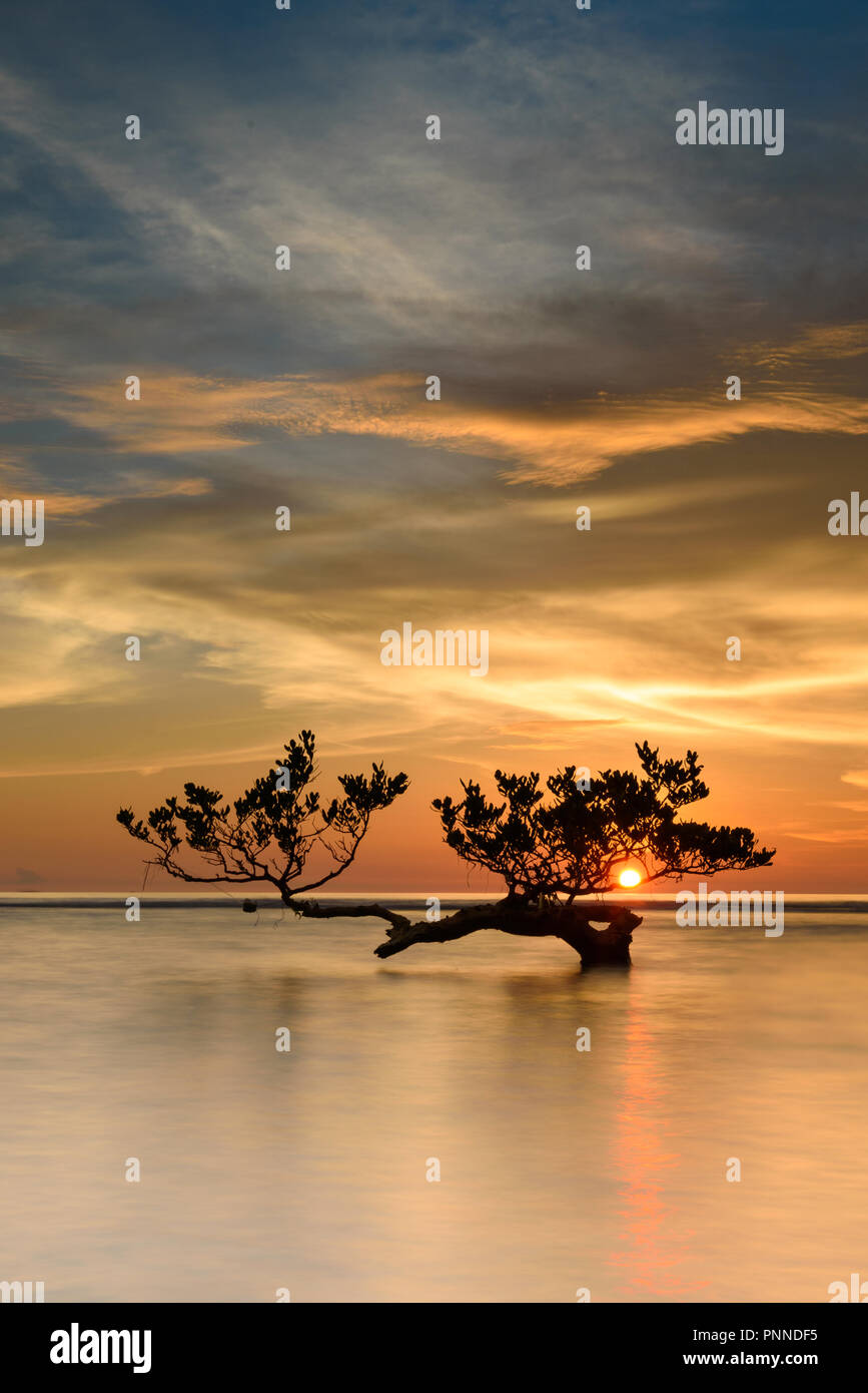 Mangrove à bosse dans un beau coucher de soleil Banque D'Images
