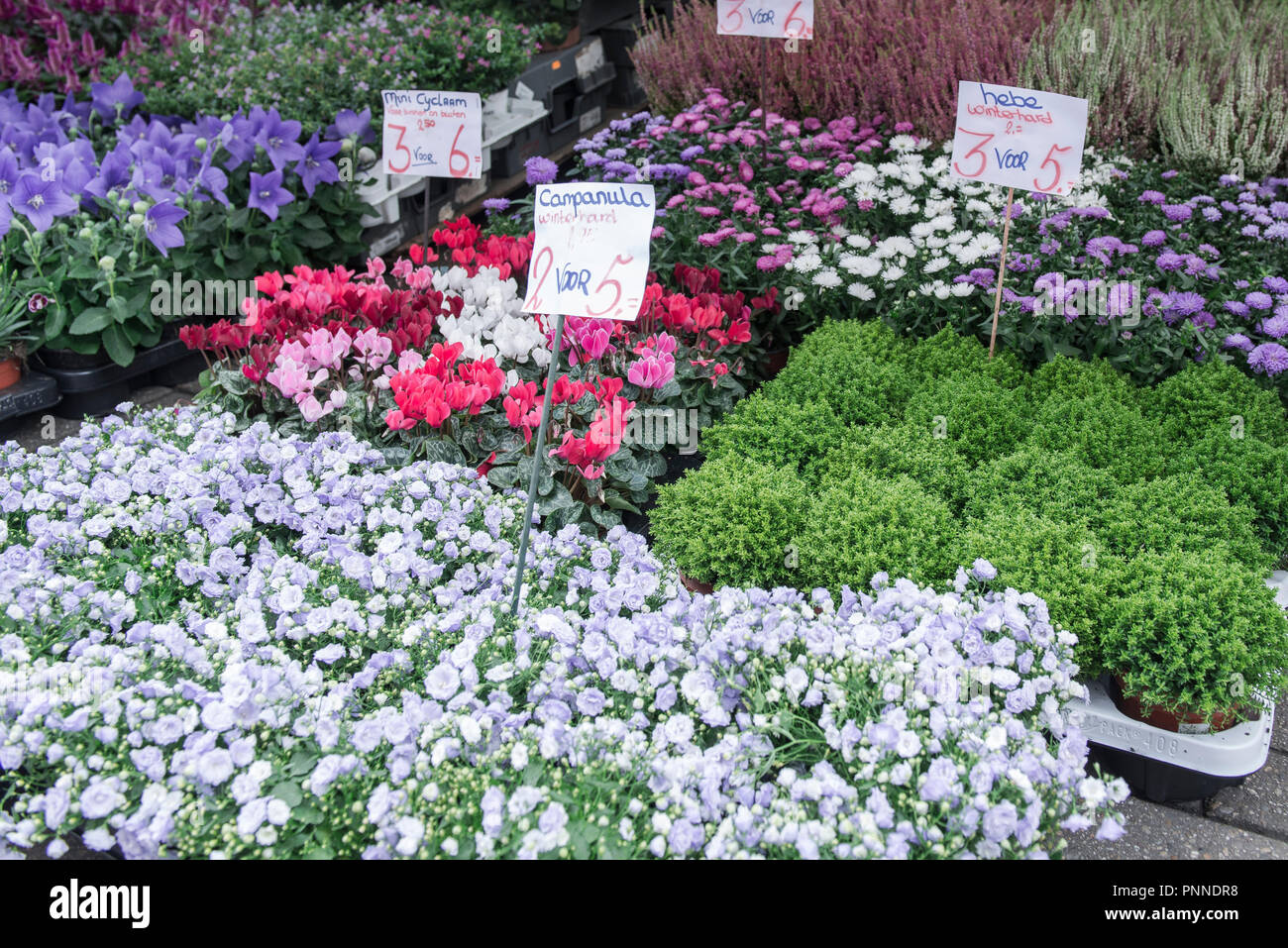 Marché aux fleurs à Amsterdam Banque D'Images