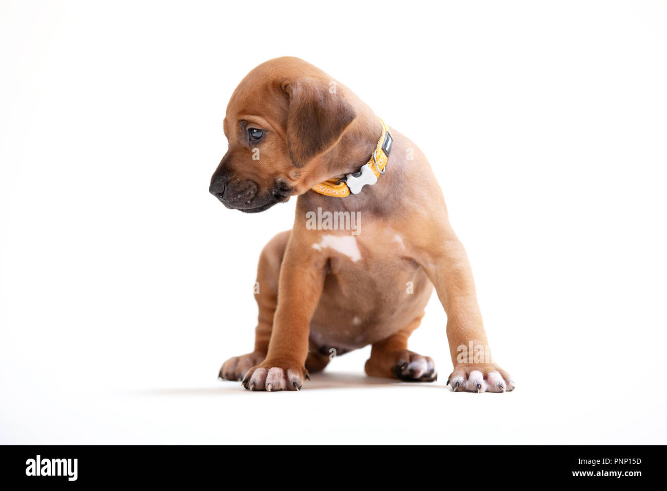 Un Rhodesian Ridgeback puppy Banque D'Images