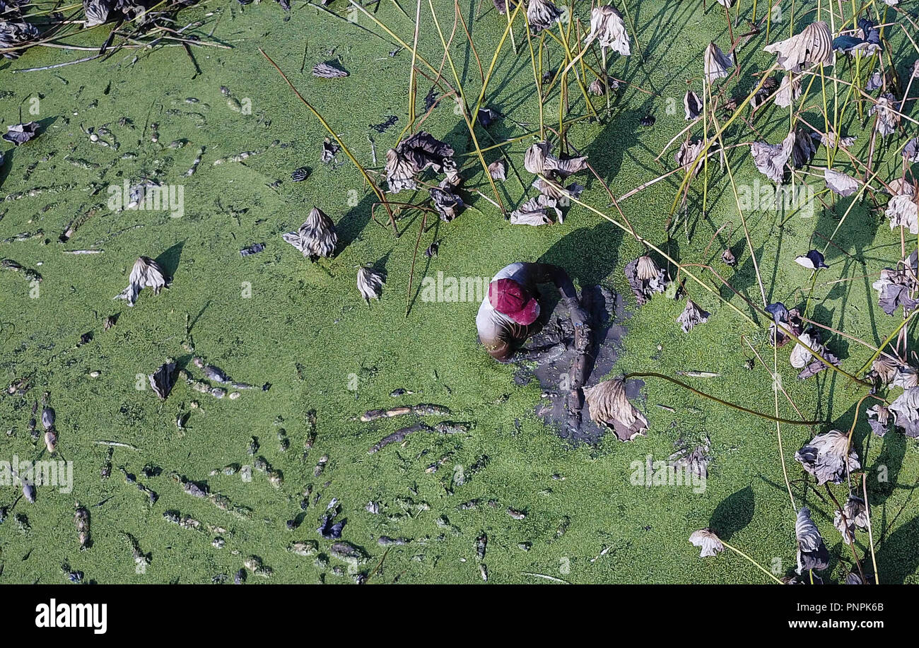 180922) -- BEIJING, 22 Septembre, 2018 (Xinhua) -- Dans cette photo  aérienne prise le 18 septembre 2018, un travailleur creuse dans les racines  de lotus Village de Wudang District Jiangxia à Wuhan,