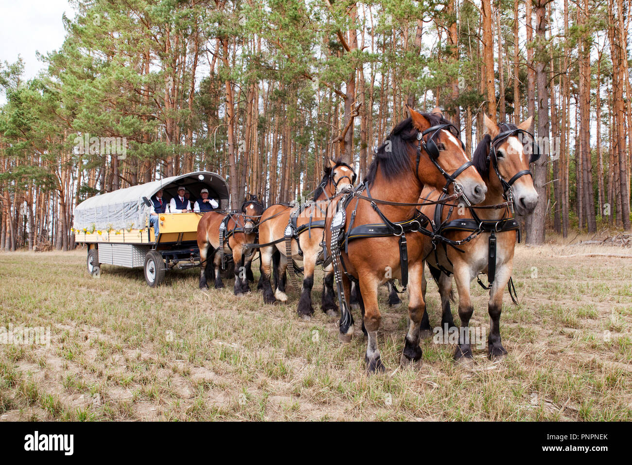 22 septembre 2018, la Saxe-Anhalt, Reuden : le char de l'Interessengemeinschaft Zugpferd e.V. (IGZ) à l'Office allemand de coupe championnats en Reuden. Chevaux formés démontrent leur capacité à tirer à travers un cours journaux abattus dans la forêt pour différentes tâches. Le championnat a été organisé par la Commission des forêts de l'état de Saxe-Anhalt et l'Université pour le développement durable à Eberswalde. Photo : Johannes Stein/dpa-Zentralbild/dpa Banque D'Images