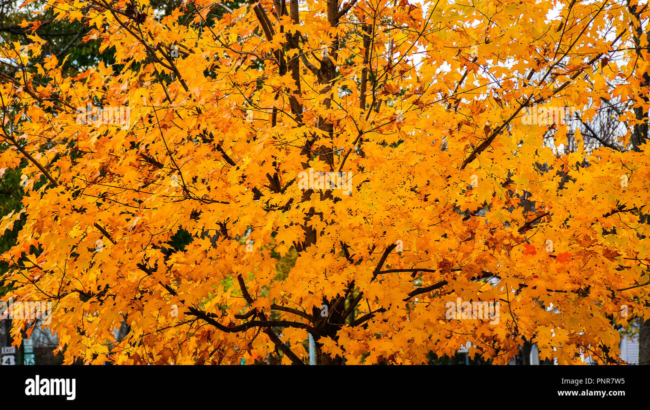 Arbre d'érable en automne éblouit Banque D'Images