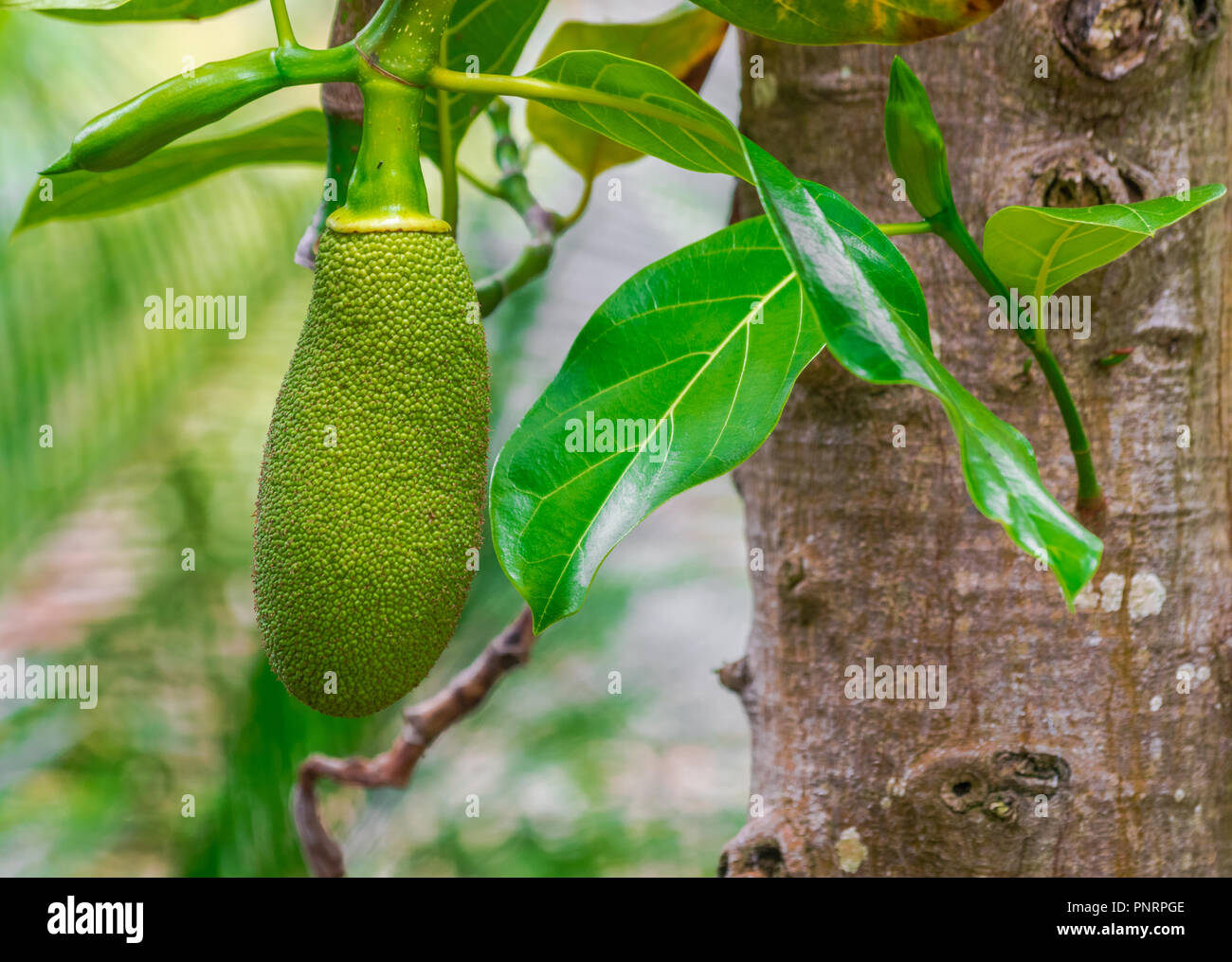 Jacquier Artocarpus heterophyllus) (arbre Banque D'Images